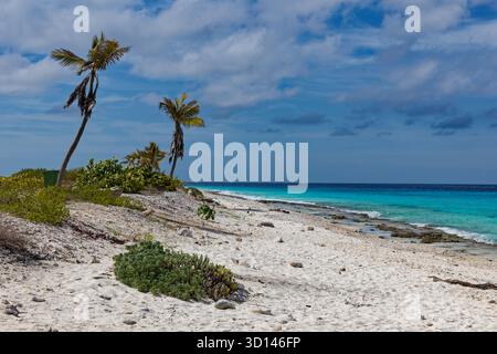 Small waves hitting beach on Bonaire with a light cloudy sky and palm trees Stock Photo