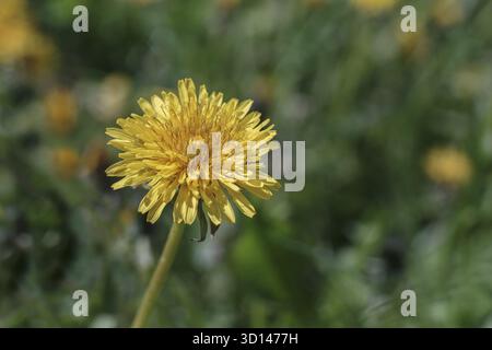 Yellow dandelion closeup on the blurry background Stock Photo