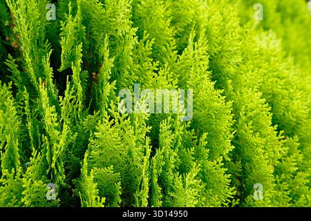 Beautiful green texture of thuja leaves close-up. Background of thuja branches. Beautiful natural background. Stock Photo