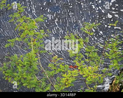 view down onto patterns of froth on pool in Mosedale Beck beneath foliage of riverside Rowan or Mountain Ash (Sorbus aucuparia) in Cumbria, England UK Stock Photo