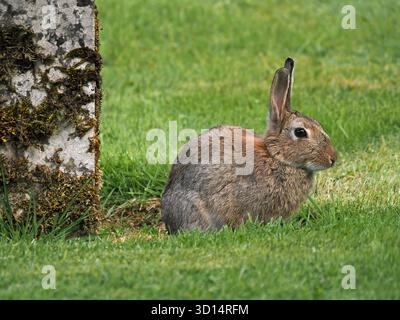 European Rabbit sitting on grass beside gravestone in churchyard at Ravenstonedale, Cumbria, England UK Stock Photo