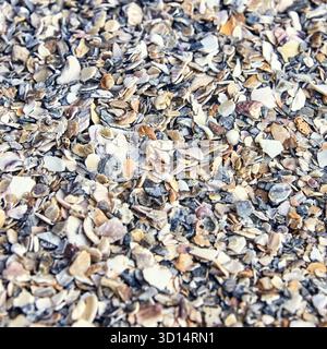 Close-up of colorful seashell fragments on a sandy beach surface. Stock Photo