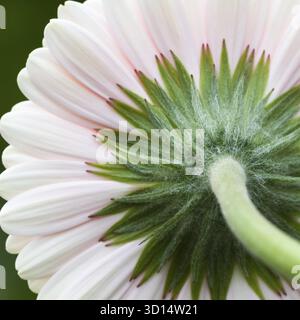 Backside of a gerbera, rueckseitige Gerbera Stock Photo