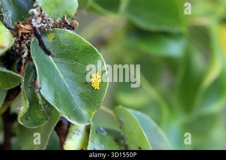 Ladybug eggs laid on a pear tree leaf infested with aphids. Stock Photo