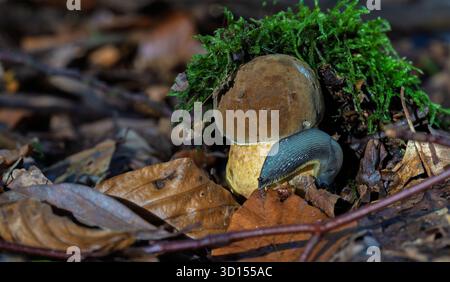 A stunning closeup view of a unique mushroom emerging from the rich forest floor covered in lush green moss Stock Photo