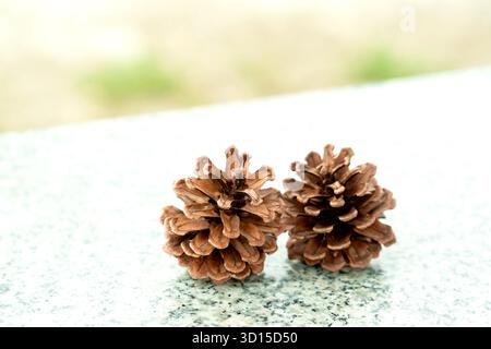 Macro shot of two brown pine cones resting on a reflective surface with a soft green background, symbolizing nature, simplicity, and minimalism. Stock Photo
