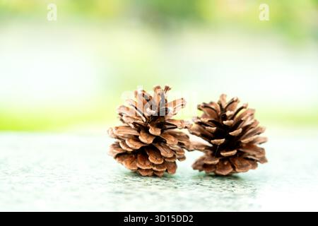 Macro shot of two brown pine cones resting on a reflective surface with a soft green background, symbolizing nature, simplicity, and minimalism. Stock Photo