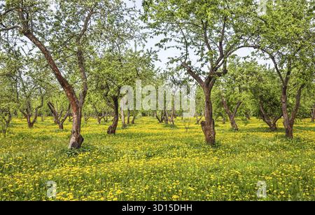 Spring pear garden with blooming dandelions Stock Photo