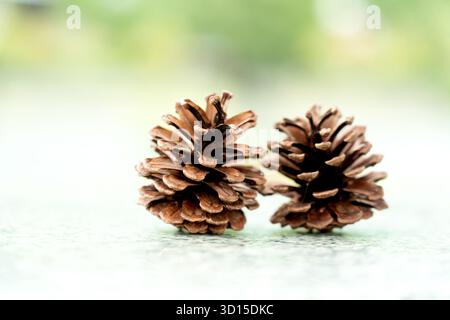 Close-up of two pine cones on reflective surface with soft natural background Stock Photo