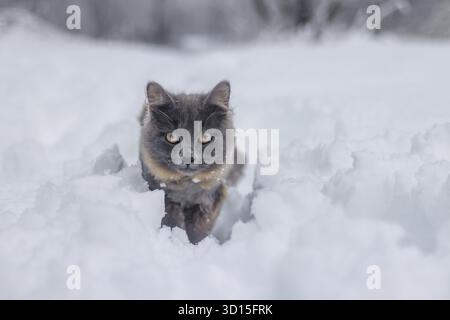 Gray cat walking in the snow. Pet walks on the snow white. beautiful cat with a haircut Stock Photo