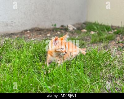 A small orange tabby kitten lies in green grass. The kitten has bright eyes and a playful demeanor, surrounded by a natural outdoor setting. Stock Photo