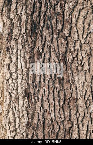Close-up texture of oak tree trunk bark showing natural cracks and rough surface detail, organic background and aged wooden surface pattern. Vertical Stock Photo