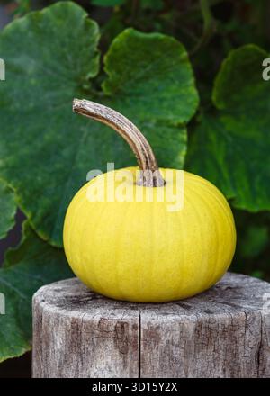 Yellow pumpkin on rustic wooden stump with green leaves in the background. Bright autumn still life symbolizing harvest and organic farming Stock Photo