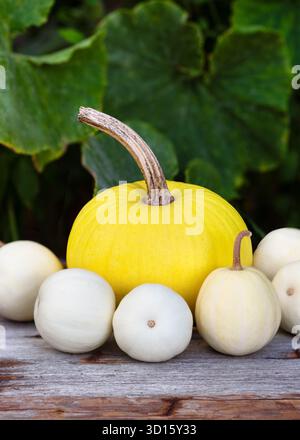 Minimalist autumn composition with a bright yellow pumpkin and small white pumpkins on aged wooden background. Stock Photo