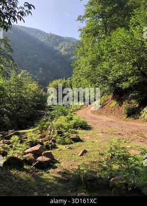 A landscape of a rainforest with mossy rocks Stock Photo - Alamy