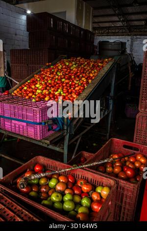 Marilia, SP, Brazil. April 24, 2025. Production and selection line in the tomato concessionaire box of CEAGESP in the city of Mailia, SP. The image sh Stock Photo