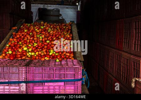 Marilia, SP, Brazil. April 24, 2025. Production and selection line in the tomato concessionaire box of CEAGESP in the city of Mailia, SP. The image sh Stock Photo
