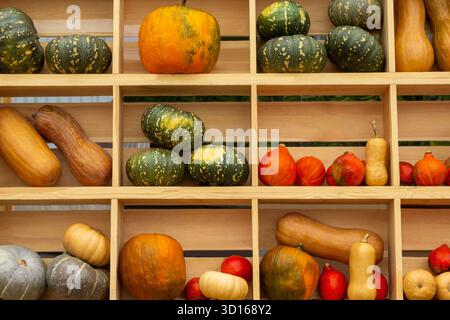 Various types of pumpkins on wooden shelves. Close up. Stock Photo