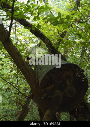 Mossy Forest Log Resting Across Branches in Lush Green Woodland Stock Photo