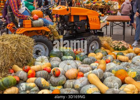 A pile of pumpkins of different types and colors on the ground. A farm tractor among the pumpkins. Stock Photo