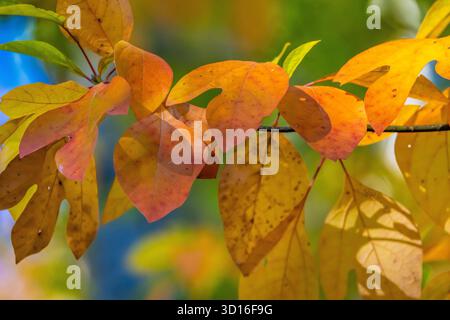 Sassafras, Sassafras albidum, in vivid autumn color in Mecosta County, Michigan, USA Stock Photo
