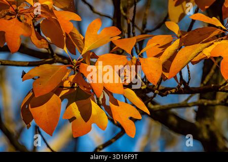 Sassafras, Sassafras albidum, in vivid autumn color in Mecosta County, Michigan, USA Stock Photo