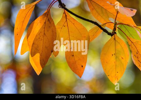 Sassafras, Sassafras albidum, in vivid autumn color in Mecosta County, Michigan, USA Stock Photo