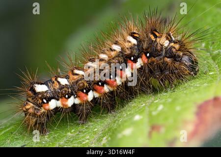 Knot Grass moth caterpillar (Acronicta rumicis) on leaf. Tipperary, Ireland Stock Photo