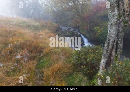 A small cascading stream running through a misty autumnal valley with a birch trunk and gorse in the foreground, and cobweb laden golden grasses Stock Photo