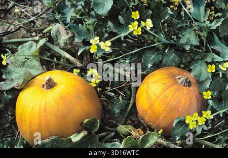American holidays. Thanksgiving pumpkins. Pumpkin flowers. Edible pumpkins growing. Ripe pumpkins on a farm. Agriculture and farming  in USA Stock Photo
