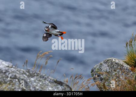 An Atlantic Puffin (Fratercula arctica) flies gracefully above a rocky cliff edge with the open sea in the background. Stock Photo