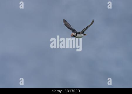 An Atlantic Puffin (Fratercula arctica) flies over the calm sea surface carrying fish in its colorful beak. Stock Photo
