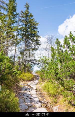 landscape with trail path among trees. forest nature environment in spring Stock Photo