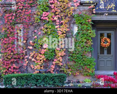 Vines on brick wall of house with beautiful fall colors Stock Photo