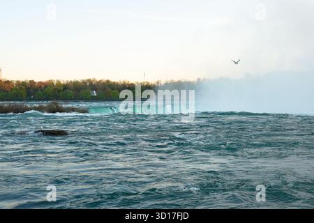 Soft pastel sky and rising mist blend above the Horseshoe Falls at dusk, with a seagull gliding over the turquoise river and tree-lined horizon Stock Photo