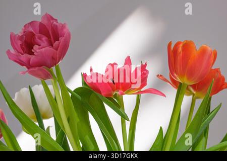 Vibrant tulips in shades of pink, red, and orange, illuminated by soft sunlight against a neutral wall Stock Photo