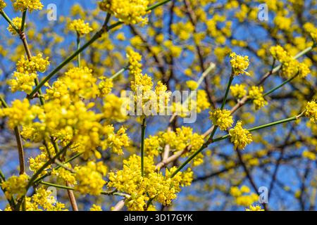 Tree branches covered in bright yellow blossoms against a clear blue sky, capturing the essence of spring Stock Photo