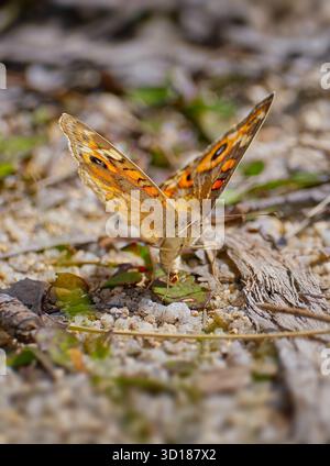 Close up image of an orange Meadow Argus (Junonia villida) butterfly laying eggs on a leaf at Gibraltar Range National Park, NSW, Australia Stock Photo