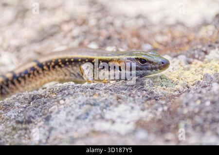 High key close up image of Eastern water skink (Eulamprus quoyii) crawling along granite rock at Gibraltar Range National Park, NSW, Australia Stock Photo