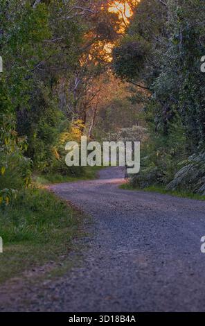 Winding gravel road leads away around a bend in the distance as shaft of late afternoon light comes through the trees, Dorrigo, NSW, Australia Stock Photo