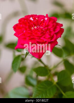 Red rose with water drops on a background of red rose petals. Stock Photo