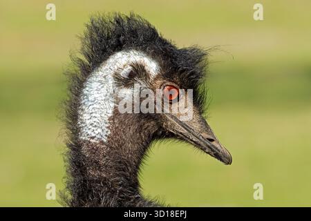 Close-up portrait of an emu (Dromaius novaehollandiae), South Australia Stock Photo