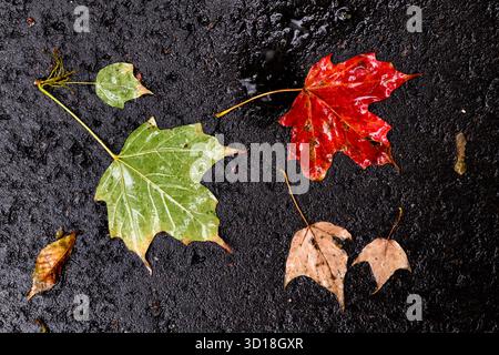 Colorful, wet fallen maple leaves on a sidewalk following an Autumn rainstorm in Toronto, Ontario, Canada. Stock Photo