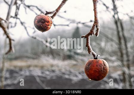 Frosty winter apple on a tree branch in a garden Stock Photo