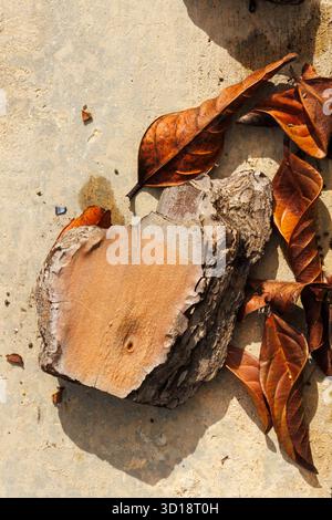 Tree stump and dry leaves on cement wall. Natural background and texture. Stock Photo
