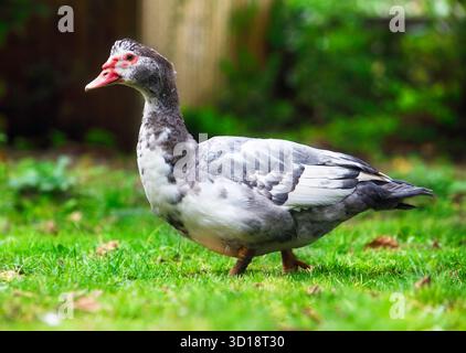 A white domestic mallard duck on green grass Stock Photo