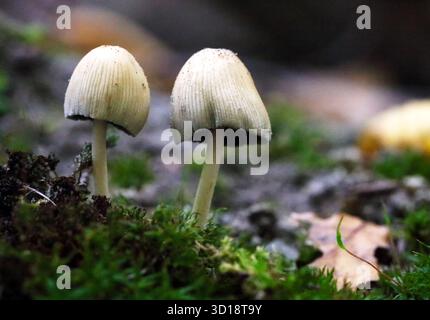 shiny cap mushrooms, (Coprinellus micaceus), emerging from the ground in autumn, close view Stock Photo