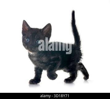 bengal cat in front of white background Stock Photo
