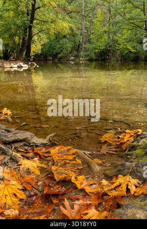 Close-up of autumn leaves on a clear shallow river bank with reflections Stock Photo