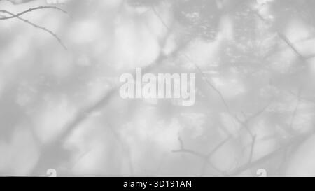 Black and white or grayscale abstract texture showing shadow cast tree branches and leaves onto light flat surface. Composition dominated soft diffuse Stock Photo